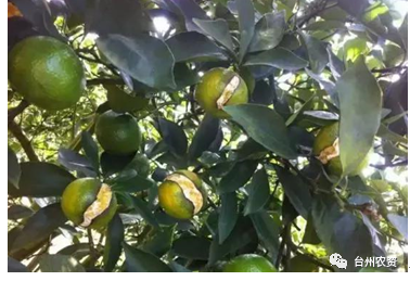 臺州農(nóng)資 臺州農(nóng)資